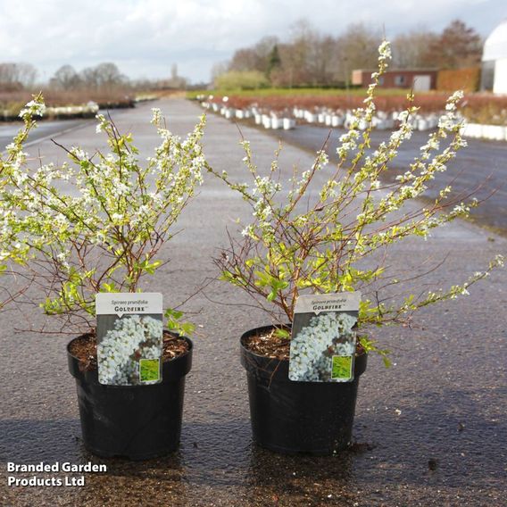 Spiraea prunifolia 'Goldfire'