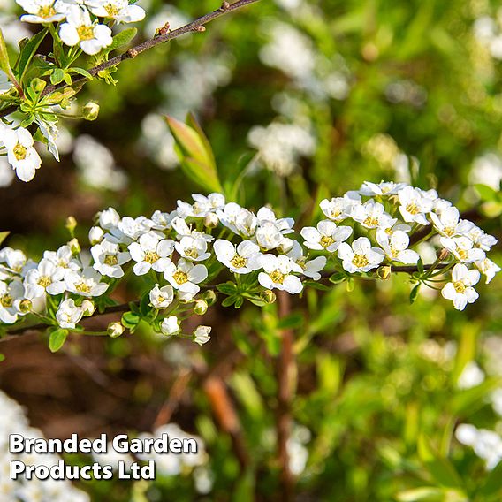 Spiraea cinerea 'Graciosa'