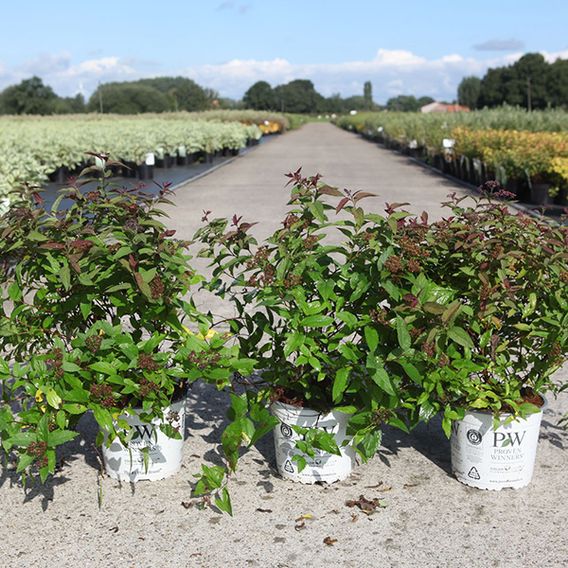 Spiraea japonica 'Double Play Red'