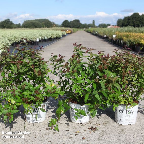 Spiraea japonica 'Double Play Red'