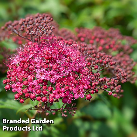 Spiraea japonica 'Genpei' (Hedging)