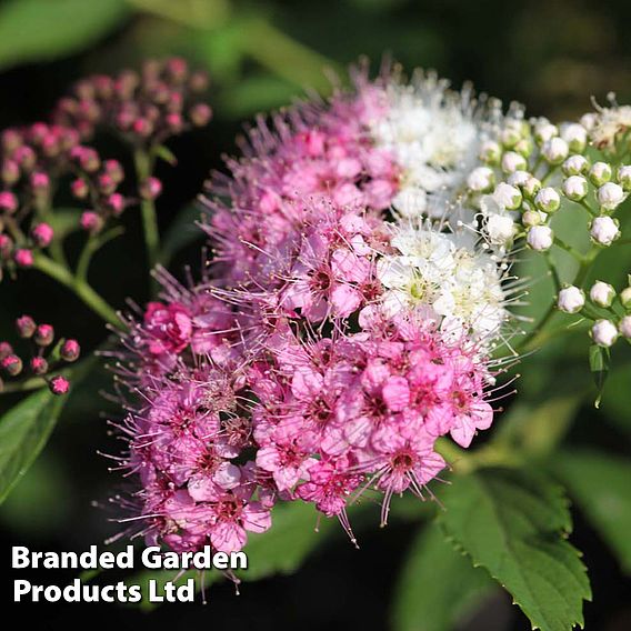 Spiraea japonica 'Genpei' (Hedging)