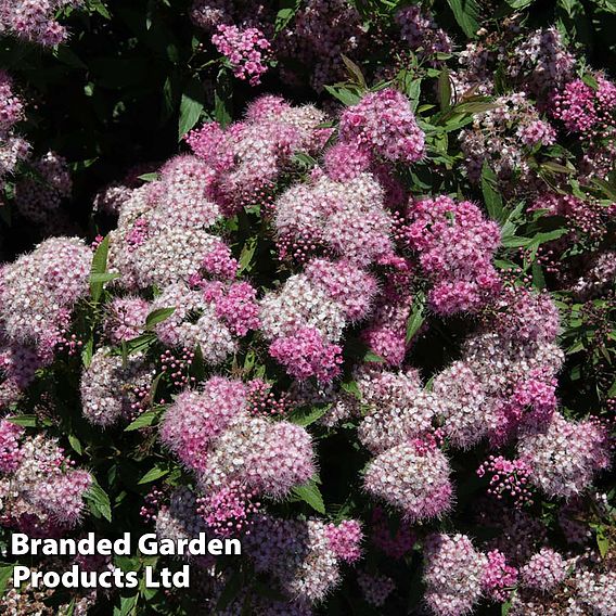Spiraea japonica 'Genpei' (Hedging)