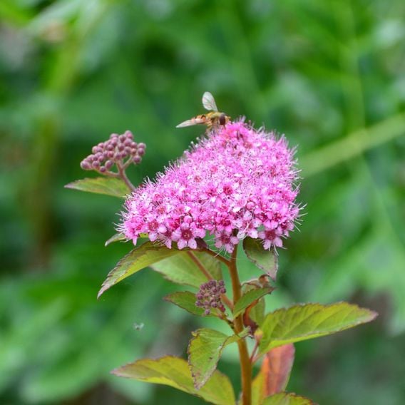 Spiraea japonica 'Merlo Green'
