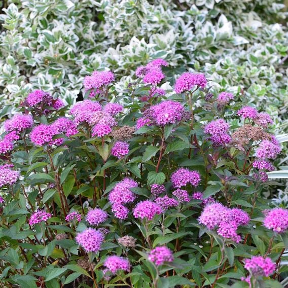 Spiraea japonica 'Merlo Green'