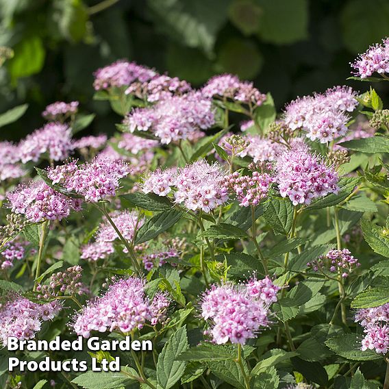 Spiraea betulifolia 'Pink Sparkler'