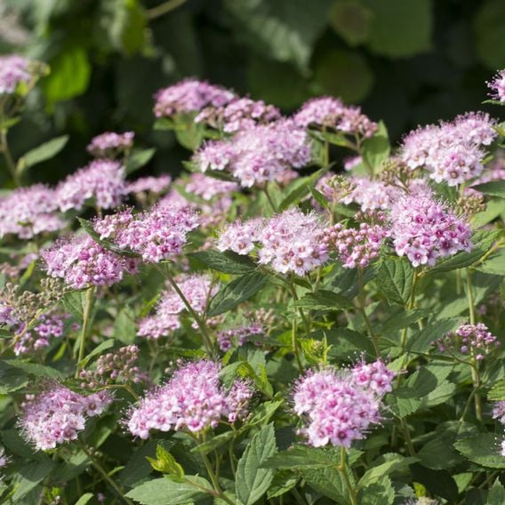 Spiraea betulifolia 'Pink Sparkler'