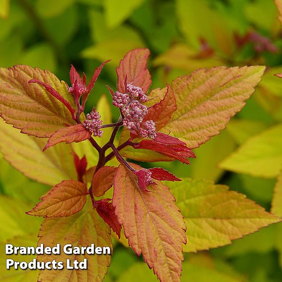 Spiraea betulifolia 'Pink Sparkler'