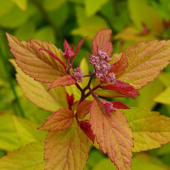 Spiraea betulifolia 'Pink Sparkler'
