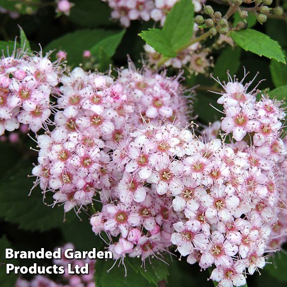 Spiraea betulifolia 'Pink Sparkler'