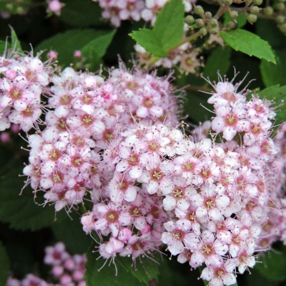Spiraea betulifolia 'Pink Sparkler'