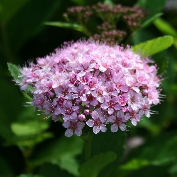 Spiraea betulifolia 'Pink Sparkler'