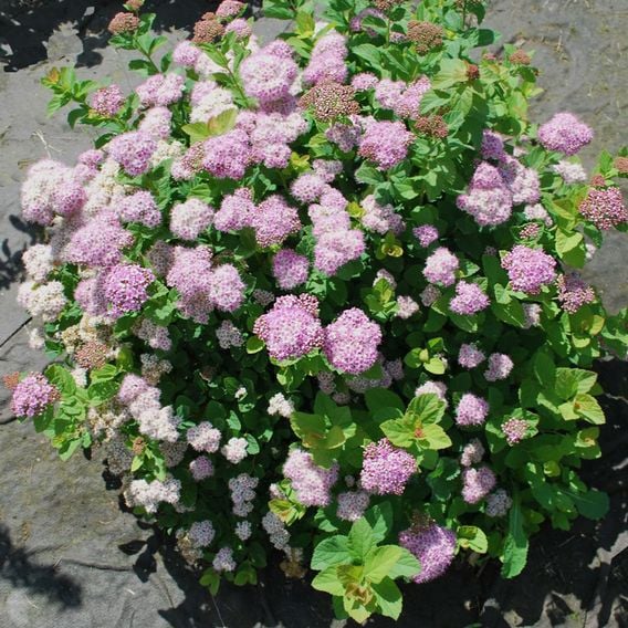 Spiraea betulifolia 'Pink Sparkler'