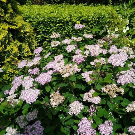 Spiraea betulifolia 'Pink Sparkler'