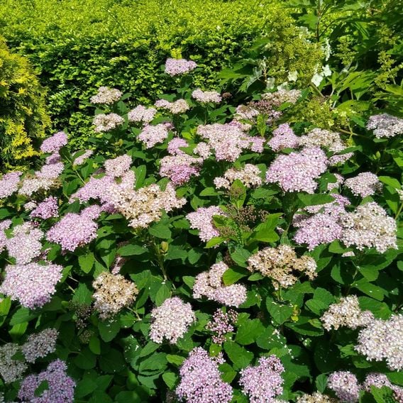 Spiraea betulifolia 'Pink Sparkler'