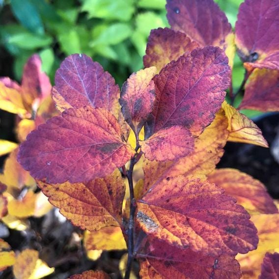 Spiraea betulifolia 'Pink Sparkler'