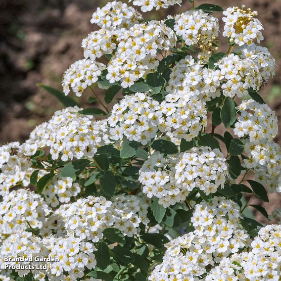 Spiraea nipponica 'Snowmound'