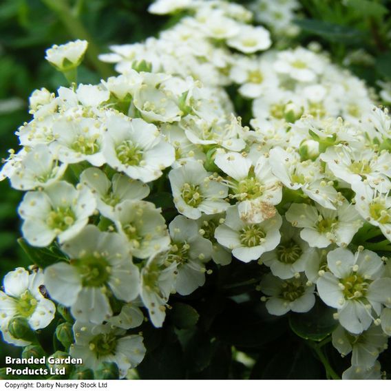 Spiraea nipponica 'Snowmound'