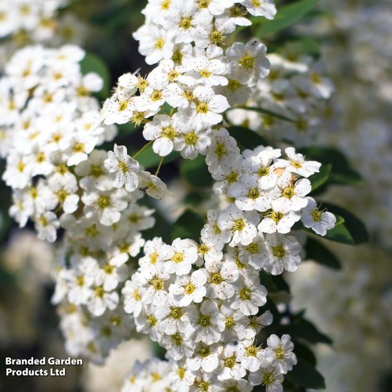 Spiraea x vanhouttei