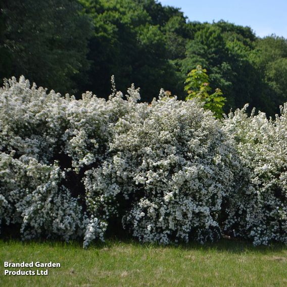 Spiraea x vanhouttei