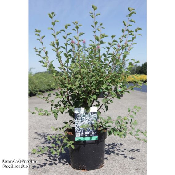 Spiraea x vanhouttei