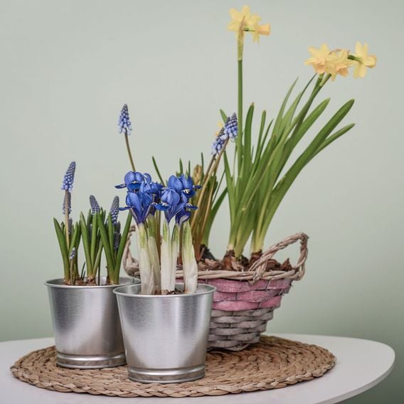 Spring Symphony Bulb Mix