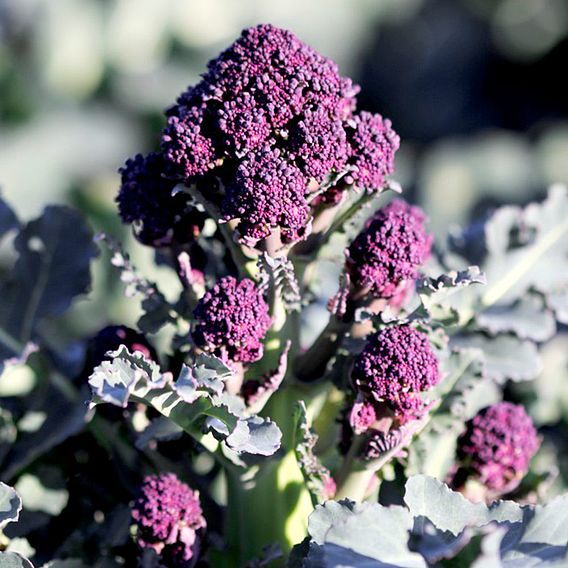 Broccoli 'Santee' F1 (Sprouting) - Seeds