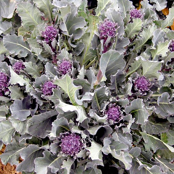 Broccoli (Sprouting) Seeds  - Santee F1