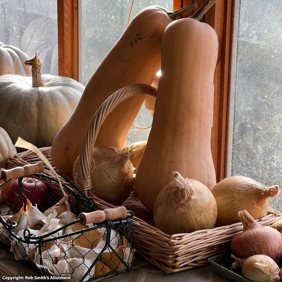 Butternut Squash 'Betternut' F1 - Seeds