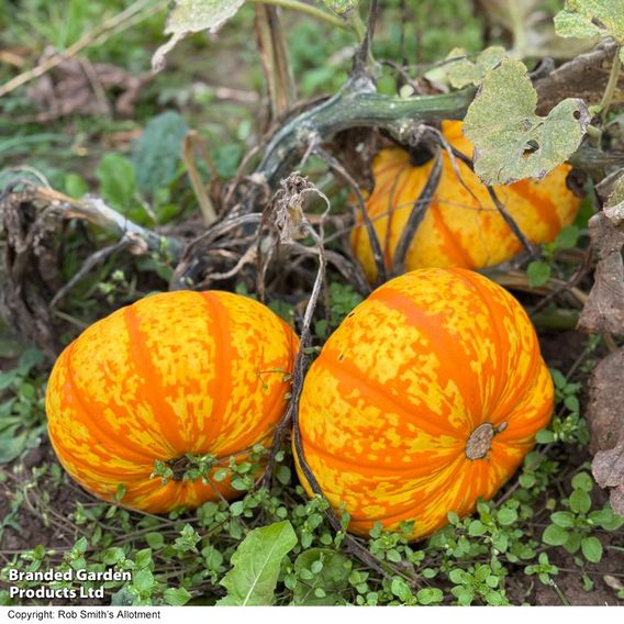 Squash 'Blaze' F1 - Seeds