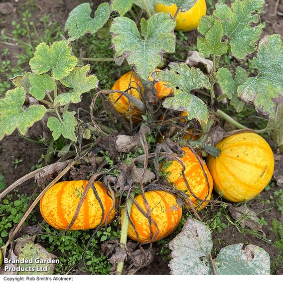 Squash 'Blaze' F1 - Seeds