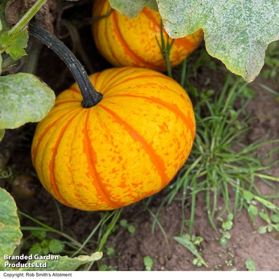 Squash 'Blaze' F1 - Seeds