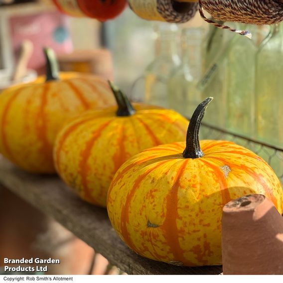 Squash 'Blaze' F1 - Seeds