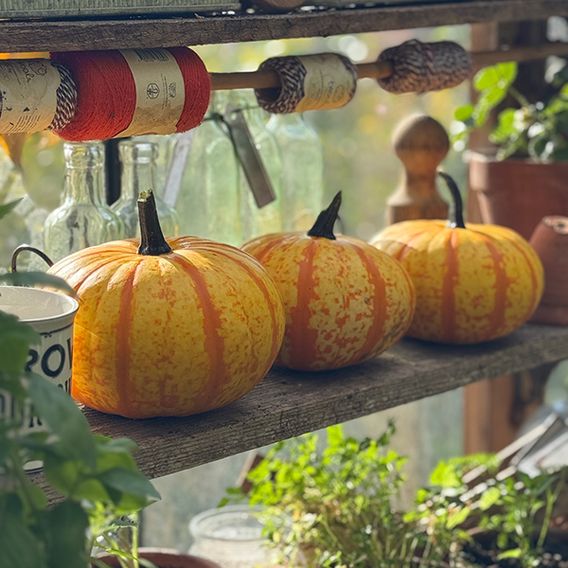 Squash 'Blaze' F1 - Seeds