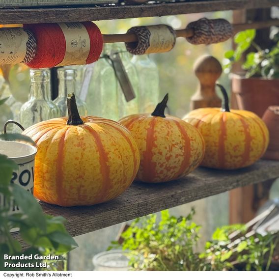 Squash 'Blaze' F1 - Seeds