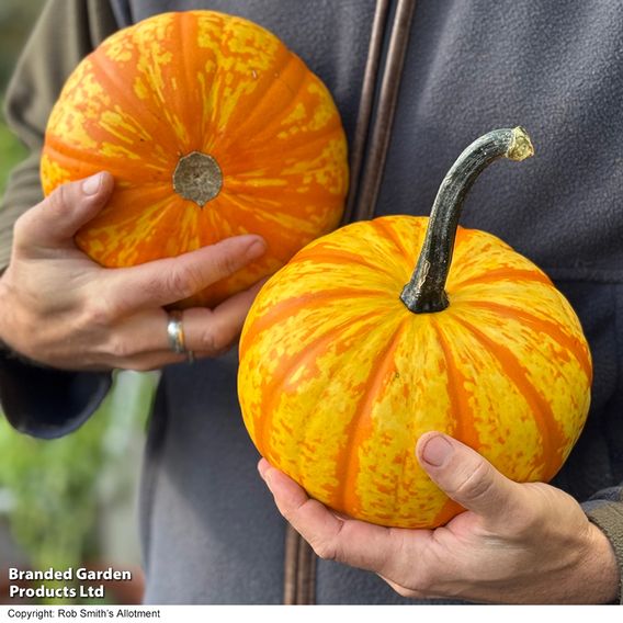 Squash 'Blaze' F1 - Seeds