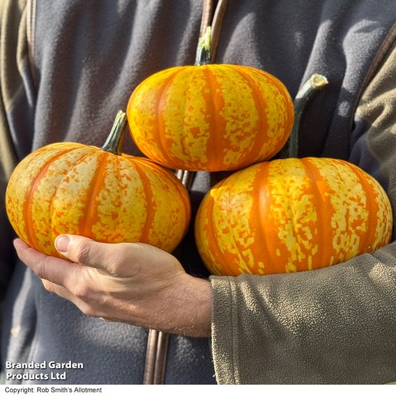 Squash 'Blaze' F1 - Seeds