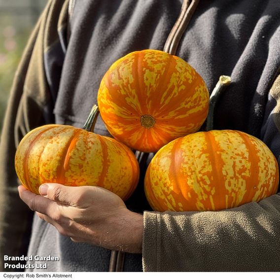 Squash 'Blaze' F1 - Seeds