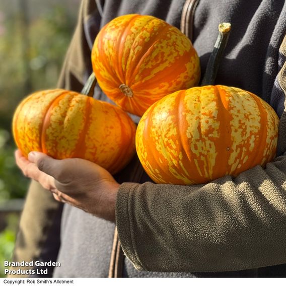 Squash 'Blaze' F1 - Seeds