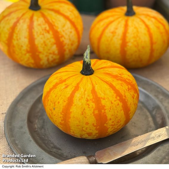 Squash 'Blaze' F1 - Seeds