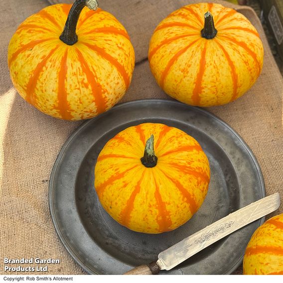 Squash 'Blaze' F1 - Seeds