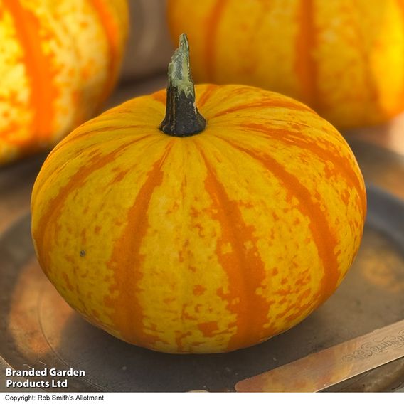 Squash 'Blaze' F1 - Seeds