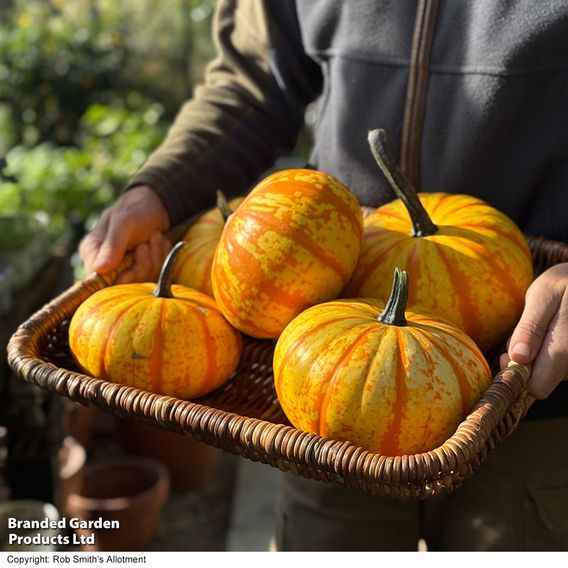 Squash 'Blaze' F1 - Seeds