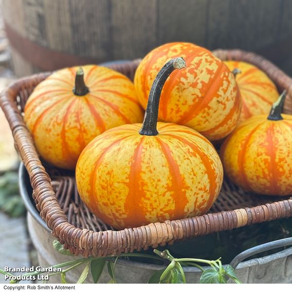 Squash 'Blaze' F1 - Seeds
