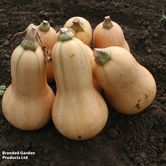 Squash 'Hunter' F1 - Seeds