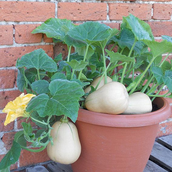 Squash 'Butterbush' F1 - Seeds