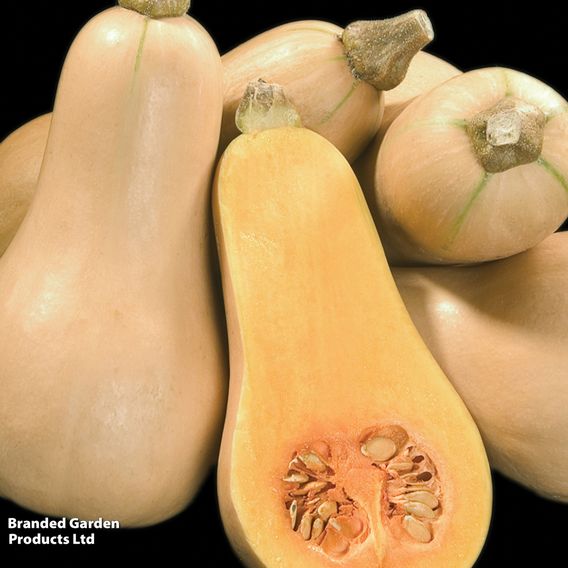Squash 'Hunter' F1 - Seeds