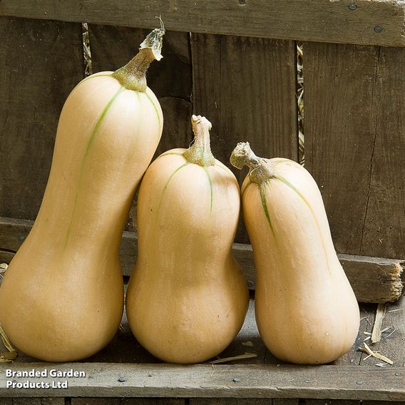 Squash 'Hunter' F1 - Seeds