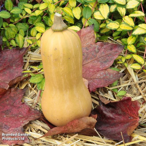 Squash 'Hunter' F1 - Seeds