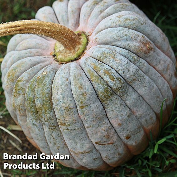 Squash 'Futsu Black Early' (Winter) - Seeds